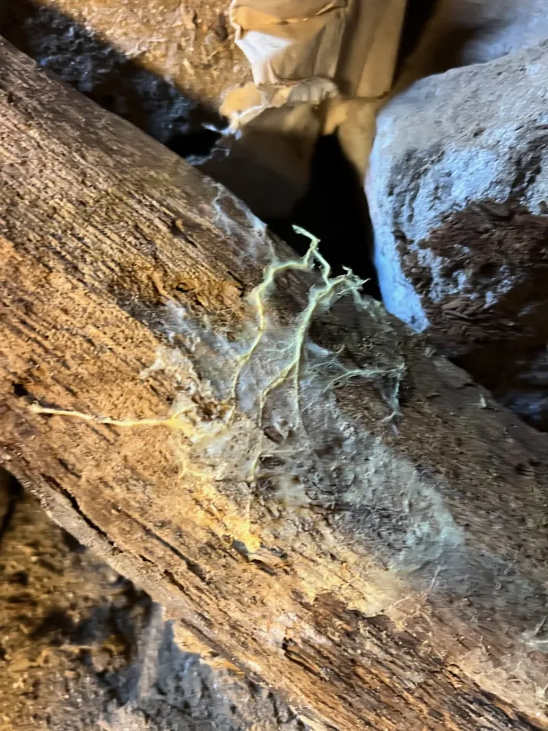 Illustration de bois altérés et de filaments : l’aspect visuel seul ne permet pas d’identifier une mérule.